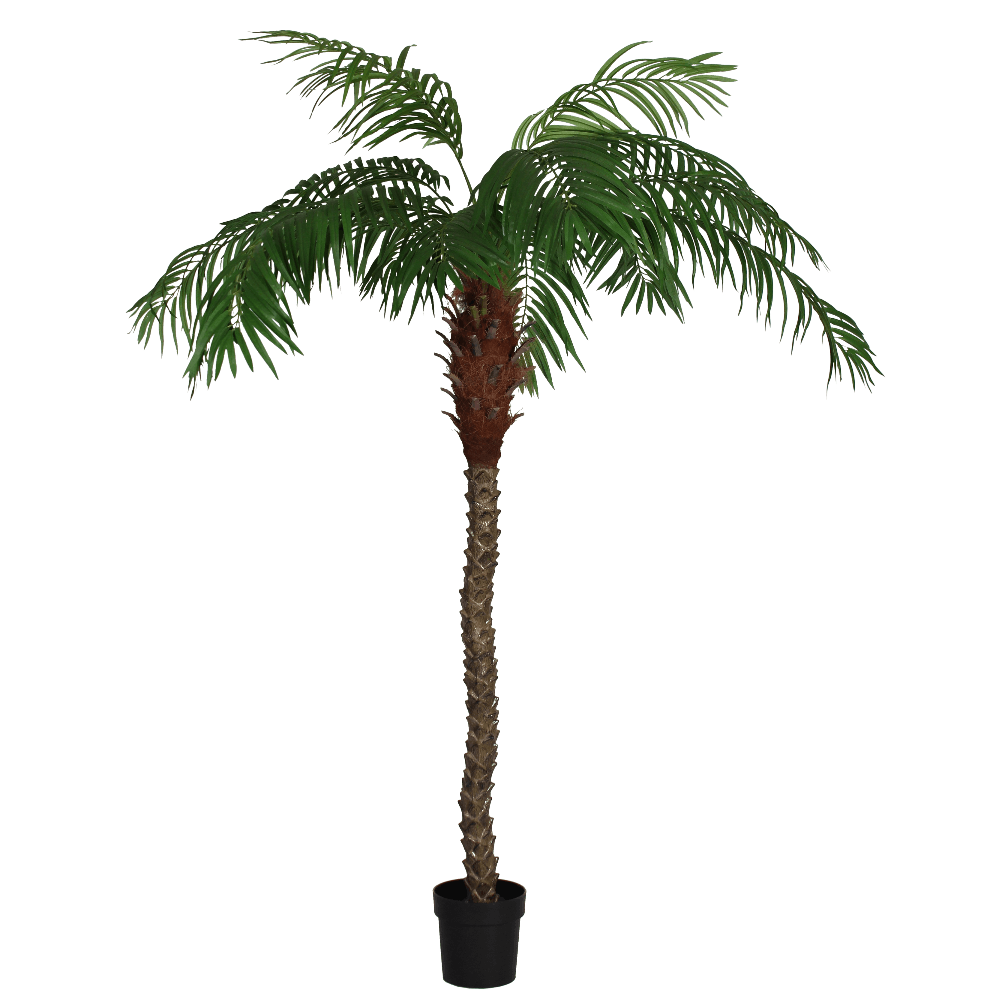 Phoenix Palm Tree Large Exotic Palm Outdoor Use H Blooming Artificial 200cm